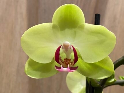 Phalaenopsis Fortune Salltzman ‘Maple Bridge’ In Spikes 2 PLANTS PER POT (4.5" pot)