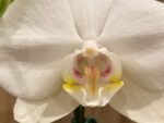 Phalaenopsis Tinny White In Spikes 2 PLANTS PER POT (4.5" pot) - Image 3