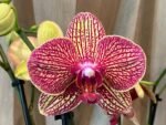 Phalaenopsis Valentine's Stripe 2 Spikes (4.5" pot) - Image 3