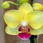 Phalaenopsis Dtps. I-Hsin Gold Alliance 2 Spikes 3.5" pot