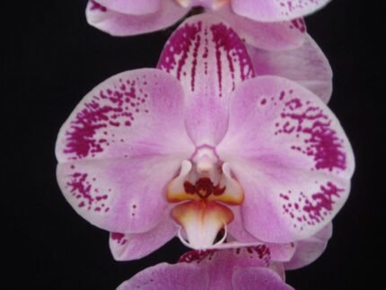 Phalaenopsis Large Happy Dancer 2 spikes (4.5" pot)