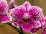 Phalaenopsis New Hybrid Novelty with purple Lip 2 Spikes (3.5" pot)