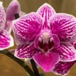 Phalaenopsis New Hybrid Novelty with purple Lip 2 Spikes (3.5" pot)