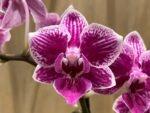 Phalaenopsis New Hybrid Novelty with purple Lip 2 Spikes (3.5" pot) - Image 3