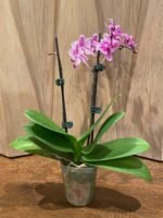 Phalaenopsis New Hybrid Novelty with purple Lip 2 Spikes (3.5" pot) - Image 7