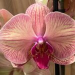 Phalaenopsis Large Younghome Godlen Leopard 2 Spikes (4.5" pot)