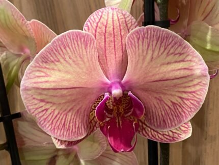 Phalaenopsis Large Younghome Godlen Leopard 2 Spikes (4.5" pot)