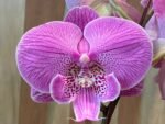 Phalaenopsis Large Novelty Light Purple Big Lip 2 Spikes (4.5" pot) - Image 3