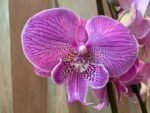 Phalaenopsis Large Novelty Light Purple Big Lip 2 Spikes (4.5" pot) - Image 4