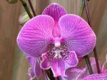 Phalaenopsis Large Novelty Light Purple Big Lip 2 Spikes (4.5" pot) - Image 7