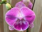 Phalaenopsis Large Novelty Pink Big Lip In Spike 4.5" pot) - Image 2