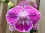 Phalaenopsis Large Novelty Pink Big Lip In Spike 4.5" pot)