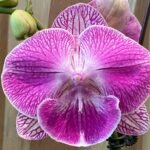 Phalaenopsis Large Novelty Pink Big Lip In Spike 4.5" pot)