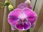 Phalaenopsis Large Novelty Pink Big Lip In Spike 4.5" pot) - Image 4