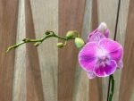 Phalaenopsis Large Novelty Pink Big Lip In Spike 4.5" pot) - Image 6