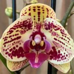 Phalaenopsis Large Bravo 2 Spikes 4.5" pot)