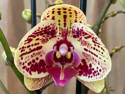 Phalaenopsis Large Bravo 2 Spikes 4.5" pot)