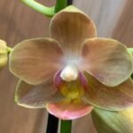 Phalaenopsis Novelty Light Orange 2 Spikes (3.5" pot)