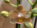 Phalaenopsis Novelty Light Orange 2 Spikes (3.5" pot) - Image 3