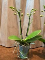 Phalaenopsis Novelty Light Orange 2 Spikes (3.5" pot) - Image 6