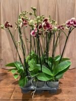 Phalaenopsis Large I-Hsin Garfield 2 Spikes (4.5" pot) - Image 4