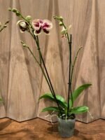Phalaenopsis Large I-Hsin Garfield 2 Spikes (4.5" pot) - Image 8
