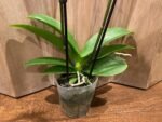 Phalaenopsis Large I-Hsin Garfield 2 Spikes (4.5" pot) - Image 9