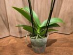 Phalaenopsis Large I-Hsin Garfield 2 Spikes (4.5" pot) - Image 10