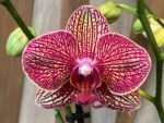 Phalaenopsis Valentine's Stripe 2 Spikes (4.5" pot)