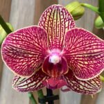 Phalaenopsis Valentine's Stripe 2 Spikes (4.5" pot)