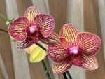 Phalaenopsis Valentine's Stripe 2 Spikes (4.5" pot) - Image 4
