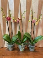 Phalaenopsis Valentine's Stripe 2 Spikes (4.5" pot) - Image 5