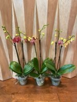 Phalaenopsis Valentine's Stripe 2 Spikes (4.5" pot) - Image 7