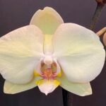 Phalaenopsis Dtps. I-Hsin Milky River 2 Spikes (4.5" pot)