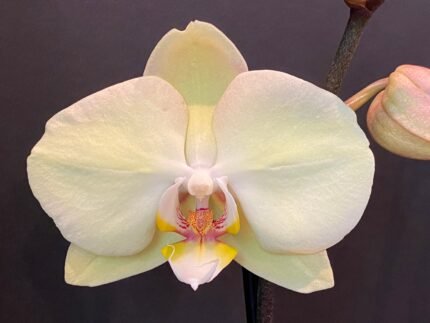 Phalaenopsis Dtps. I-Hsin Milky River 2 Spikes (4.5" pot)