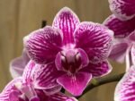 Phalaenopsis New Hybrid Novelty with purple Lip 2 Spikes (3.5" pot) - Image 2