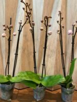 Phalaenopsis Yu Pin Fireworks (Dtps World Class 'Bigfoot' x Dtps Sogo Dove) 2 Spikes (3.5" pot) - Image 8