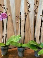 Phalaenopsis Yu Pin Fireworks (Dtps World Class 'Bigfoot' x Dtps Sogo Dove) 2 Spikes (3.5" pot) - Image 9