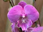 Phalaenopsis Large Novelty Light Purple Big Lip 2 Spikes (4.5" pot) - Image 2