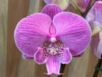 Phalaenopsis Large Novelty Light Purple Big Lip 2 Spikes (4.5" pot)
