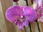 Phalaenopsis Large Novelty Light Purple Big Lip 2 Spikes (4.5" pot) - Image 5