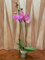 Phalaenopsis Large Novelty Light Purple Big Lip 2 Spikes (4.5" pot) - Image 8