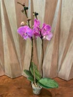 Phalaenopsis Large Novelty Light Purple Big Lip 2 Spikes (4.5" pot) - Image 9
