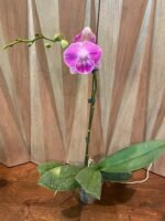 Phalaenopsis Large Novelty Pink Big Lip In Spike 4.5" pot) - Image 7
