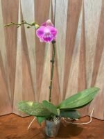 Phalaenopsis Large Novelty Pink Big Lip In Spike 4.5" pot) - Image 8