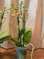 Phalaenopsis Novelty Light Orange 2 Spikes (3.5" pot) - Image 7