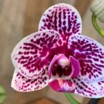 Phalaenopsis Dtps Yu Pin Burgundy ONE SPIKE (4.5" pot)