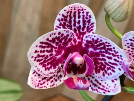 Phalaenopsis Dtps Yu Pin Burgundy ONE SPIKE (4.5" pot)