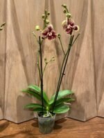 Phalaenopsis Large I-Hsin Garfield 2 Spikes (4.5" pot) - Image 6