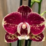 Phalaenopsis Large Black Ball 2 Spikes (4.5" pot)